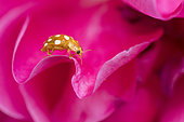 Orange Ladybird (Halyzia sedecimguttata) on rose