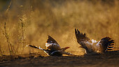Two Southern Red billed Hornbill (Tockus rufirostris) grooming in sand at dawn in Kruger National park, South Africa