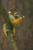 Common squirrel monkey (Saimiri sciureus), young, playing, eating, climbing, captive