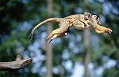 Common squirrel monkey (Saimiri sciureus) with young