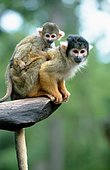 Common squirrel monkey (Saimiri sciureus) with young, squirrel monkey, squirrel monkey