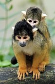 Common squirrel monkey (Saimiri sciureus), female with young