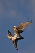 Couple of Lammergeiers(Gypaetus barbatus) displaying in flight, Spain