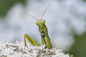 Portrait of a female praying mantis (Mantis religiosa) on a wild carrot, Lorraine, France
