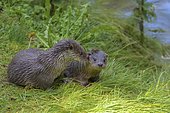 European Otter (Lutra lutra), female with cub, captive