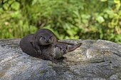 European Otter (Lutra lutra), female with cub, captive