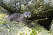 Otter (lutra lutra), cub, Germany, Europe