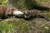 River Otter, female with young, European Otter (Lutra lutra), female with young, European otter