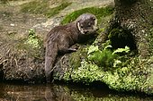 European otter (Lutra lutra)