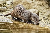 European otter (Lutra lutra), juvenile on the bank of a pond, Captive, Switzerland, Europe