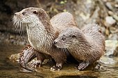 European otter (Lutra lutra), mother with young standing on the bank of a pond, Captive, Switzerland, Europe