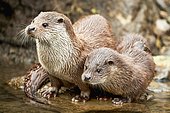 European otter (Lutra lutra), mother with young standing on the bank of a pond, Captive, Switzerland, Europe