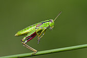 Green Mountain Grasshopper (Miramella alpina) Vosges form, jumping female, towards the Rainkopf, hautes chaumes, Vosges ridges, France