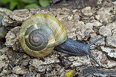 Algiers snail (Zonites algirus), Bouches-du-Rhone, France