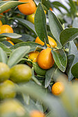 Kumquat (Fortunella margarita)