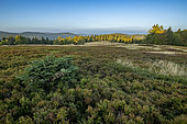 Chaume vosgienne de Vieille Montagne, Vosges, France