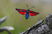 The Crown (Zygaena transalpina) in flight, near the Rainkopf, Vosges, France
