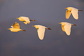 Cattle Egret (Bubulcus ibis), side view of a flock in flight, Campania, Italy