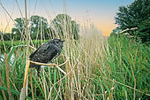 Cuckoo (Cuculus canorus) chick perched in a reedbed, England