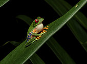 Red-eyed Tree Frog (Agalychnis callidrias), male calling, Bocas del Toro, Panama