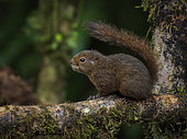 Bangs' Mountain Squirrel (Syntheosciurus brochus), Chiriqui Highlands, Panama