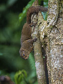 Bangs' Mountain Squirrel (Syntheosciurus brochus), Chiriqui Highlands, Panama