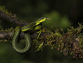 Talamanca Pit Viper (Bothriechis nigroviridis), Chiriqui Highlands, Panama