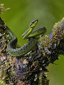 Talamanca Pit Viper (Bothriechis nigroviridis), Chiriqui Highlands, Panama