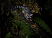 Cacomistle (Bassariscus sumichrasti), Chiriqui Highlands, Panama