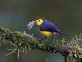 Collared Redstart (Myoborus torquatus) feeding on captured moth, Chiriqui Highlands, Panama