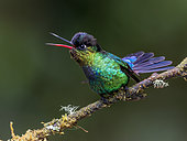 Fiery-throated Hummingbird (Panterpe insignis), male displaying, Panama