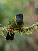 Green-and-black Fruit-eater (Pipreola riefferii), Colombia