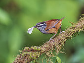 Grey-breasted Wood Wren (Henicorhina leucophrys), feeding on moth, Cauca Valley, Colombia