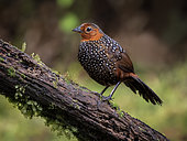 Ocellated Tapaculo (Acropternis orthonyx), Colombia