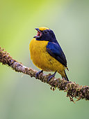 Orange-bellied Euphonia (Euphonia xanthogaster), Cauca Valley, Colombia