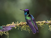 Talamanca Hummingbird (Eugenes spectabilis), male, Chiriqui Highlands, Panama