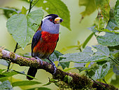 Toucan Barbet (Semnornis ramphastinus), Colombia