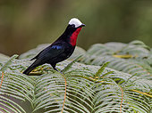 White-capped Tanager (Sericossypha albocristata), on fern, Colombia