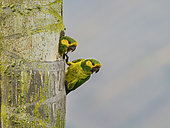 Yellow-eared Parrot (Ognorhynchus icterotis), pair in nest hole, Anaime, Colombia