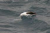 Campbell's albatross (Thalassarche impavida) eating a jellyfish, Campbell Island, New Zealand