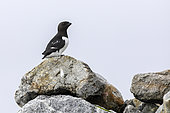 Little Auk (Alle alle) on rock, Raudfjord, Svalbard, Arctic.