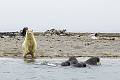 Polar bear (Ursus maritimus) on shore and walrus (Odobenus rosmarus) in the water, Smeerenburg, Amsterdam Island, Svalbard, Arctic.