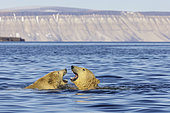 Polar bear (Ursus maritimus) in water, Wahlbergoya, Nordaust-Svalbard, Arctic.