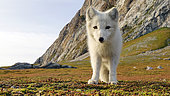 Arctic/white fox (Vulpes lagopus) on the tundra, Hornsund, Spitsbergen, Arctic.