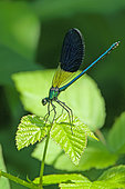 Banded demoiselle (Calopteryx splendens) male on a blue bramble (Rubus caesius), on the banks of the Ardèche river, at Vogüé, in the Ardèche department of the Auvergne-Rhône-Alpes region, France.