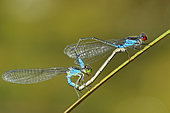 Small red-eyed damselfly (Erythromma viridulum) mating on a twig on the edge of an old gravel pit along the Rhine in late August, in the Robertsau and Wantzenau National Nature Reserve, Rhine Forest, Alsace, France.
