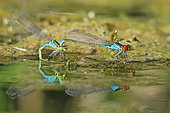 Small red-eyed damselfly (Erythromma viridulum) mating and egg-laying on algae, with their reflections on the surface of the water, in an old gravel pit along the Rhine in early September, east of the Réserve Naturelle Nationale de la Robertsau et de la Wantzenau, forêt du Rhin. Alsace, France