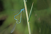 Goblet-marked Damselfly (Erythromma lindenii), mating on a stem of Common Reed (Phragmites australis), on the edge of a former gravel pit in late summer, in the National Nature Reserve of Robertsau and Wantzenau, Rhine Forest, Alsace, France.