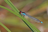 Male Red-eyed Damselfly (Erythromma najas) in the tall grasses bordering a former gravel pit in the Rhine forest at La Robertsau at the end of May, one of Strasbourg's National Nature Reserves. Alsace, France
