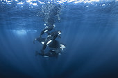 Orca (Orcinus orca) group off Mayotte. During the short passage off Mayotte, this group of killer whales was observed devouring a Mobula ray and a large tiger shark.